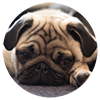 404 Sad Pug Dog Image