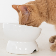 Dexypaws Cat Elevated Ceramic Bowl White